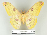 中文名:黃豹天蠶蛾(1282-240)學名:Loepa formosensis Mell, 1939(1282-240)