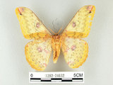 中文名:黃豹天蠶蛾(1282-24632)學名:Loepa formosensis Mell, 1939(1282-24632)