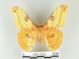 中文名:黃豹天蠶蛾(1282-24632)學名:Loepa formosensis Mell, 1939(1282-24632)