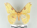 中文名:黃豹天蠶蛾(1282-26927)學名:Loepa formosensis Mell, 1939(1282-26927)