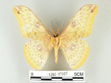 中文名:黃豹天蠶蛾(1282-27007)學名:Loepa formosensis Mell, 1939(1282-27007)