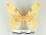 中文名:黃豹天蠶蛾(1282-27007)學名:Loepa formosensis Mell, 1939(1282-27007)