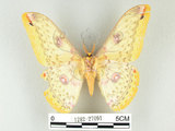 中文名:黃豹天蠶蛾(1282-27091)學名:Loepa formosensis Mell, 1939(1282-27091)