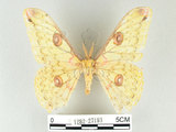 中文名:黃豹天蠶蛾(1282-27193)學名:Loepa formosensis Mell, 1939(1282-27193)