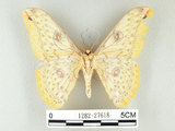 中文名:黃豹天蠶蛾(1282-27618)學名:Loepa formosensis Mell, 1939(1282-27618)