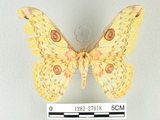 中文名:黃豹天蠶蛾(1282-27618)學名:Loepa formosensis Mell, 1939(1282-27618)