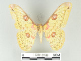 中文名:黃豹天蠶蛾(1282-27640)學名:Loepa formosensis Mell, 1939(1282-27640)