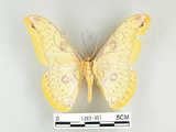 中文名:黃豹天蠶蛾(1282-461)學名:Loepa formosensis Mell, 1939(1282-461)