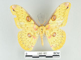 中文名:黃豹天蠶蛾(1282-461)學名:Loepa formosensis Mell, 1939(1282-461)