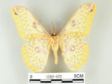 中文名:黃豹天蠶蛾(1282-472)學名:Loepa formosensis Mell, 1939(1282-472)