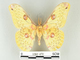 中文名:黃豹天蠶蛾(1282-472)學名:Loepa formosensis Mell, 1939(1282-472)
