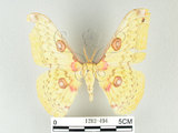 中文名:黃豹天蠶蛾(1282-494)學名:Loepa formosensis Mell, 1939(1282-494)