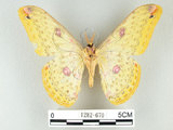 中文名:黃豹天蠶蛾(1282-670)學名:Loepa formosensis Mell, 1939(1282-670)