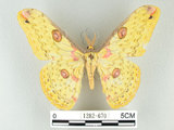 中文名:黃豹天蠶蛾(1282-670)學名:Loepa formosensis Mell, 1939(1282-670)