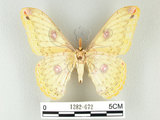 中文名:黃豹天蠶蛾(1282-672)學名:Loepa formosensis Mell, 1939(1282-672)