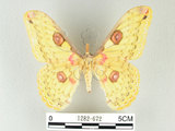 中文名:黃豹天蠶蛾(1282-672)學名:Loepa formosensis Mell, 1939(1282-672)