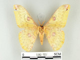中文名:黃豹天蠶蛾(1282-721)學名:Loepa formosensis Mell, 1939(1282-721)