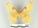 中文名:黃豹天蠶蛾(1282-721)學名:Loepa formosensis Mell, 1939(1282-721)
