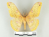 中文名:黃豹天蠶蛾(1282-739)學名:Loepa formosensis Mell, 1939(1282-739)
