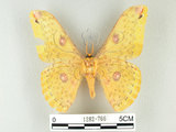 中文名:黃豹天蠶蛾(1282-766)學名:Loepa formosensis Mell, 1939(1282-766)