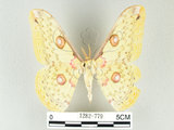 中文名:黃豹天蠶蛾(1282-779)學名:Loepa formosensis Mell, 1939(1282-779)
