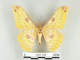 中文名:黃豹天蠶蛾(1282-838)學名:Loepa formosensis Mell, 1939(1282-838)
