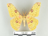 中文名:黃豹天蠶蛾(1282-838)學名:Loepa formosensis Mell, 1939(1282-838)