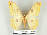 中文名:黃豹天蠶蛾(1282-844)學名:Loepa formosensis Mell, 1939(1282-844)