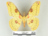中文名:黃豹天蠶蛾(1282-844)學名:Loepa formosensis Mell, 1939(1282-844)