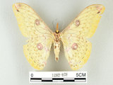 中文名:黃豹天蠶蛾(1282-878)學名:Loepa formosensis Mell, 1939(1282-878)