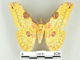 中文名:黃豹天蠶蛾(1425-81)學名:Loepa formosensis Mell, 1939(1425-81)