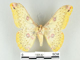 中文名:黃豹天蠶蛾(1425-82)學名:Loepa formosensis Mell, 1939(1425-82)