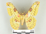 中文名:黃豹天蠶蛾(1425-83)學名:Loepa formosensis Mell, 1939(1425-83)