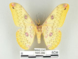 中文名:黃豹天蠶蛾(1426-299)學名:Loepa formosensis Mell, 1939(1426-299)