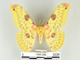 中文名:黃豹天蠶蛾(1426-299)學名:Loepa formosensis Mell, 1939(1426-299)