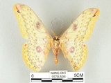 中文名:黃豹天蠶蛾(1578-596)學名:Loepa formosensis Mell, 1939(1578-596)