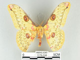 中文名:黃豹天蠶蛾(1578-596)學名:Loepa formosensis Mell, 1939(1578-596)