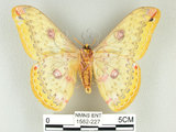 中文名:黃豹天蠶蛾(1582-227)學名:Loepa formosensis Mell, 1939(1582-227)