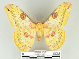中文名:黃豹天蠶蛾(1582-227)學名:Loepa formosensis Mell, 1939(1582-227)