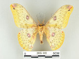 中文名:黃豹天蠶蛾(2095-446)學名:Loepa formosensis Mell, 1939(2095-446)
