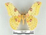 中文名:黃豹天蠶蛾(2095-446)學名:Loepa formosensis Mell, 1939(2095-446)