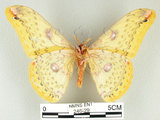 中文名:黃豹天蠶蛾(246-29)學名:Loepa formosensis Mell, 1939(246-29)