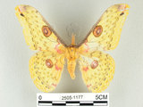 中文名:黃豹天蠶蛾(2505-1177)學名:Loepa formosensis Mell, 1939(2505-1177)