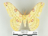 中文名:黃豹天蠶蛾(2880-127)學名:Loepa formosensis Mell, 1939(2880-127)