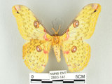 中文名:黃豹天蠶蛾(2880-141)學名:Loepa formosensis Mell, 1939(2880-141)