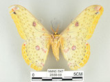 中文名:黃豹天蠶蛾(2880-68)學名:Loepa formosensis Mell, 1939(2880-68)