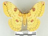 中文名:黃豹天蠶蛾(2948-561)學名:Loepa formosensis Mell, 1939(2948-561)