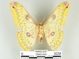 中文名:黃豹天蠶蛾(2948-866)學名:Loepa formosensis Mell, 1939(2948-866)