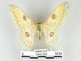中文名:黃豹天蠶蛾(2948-933)學名:Loepa formosensis Mell, 1939(2948-933)