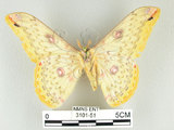 中文名:黃豹天蠶蛾(3101-51)學名:Loepa formosensis Mell, 1939(3101-51)
